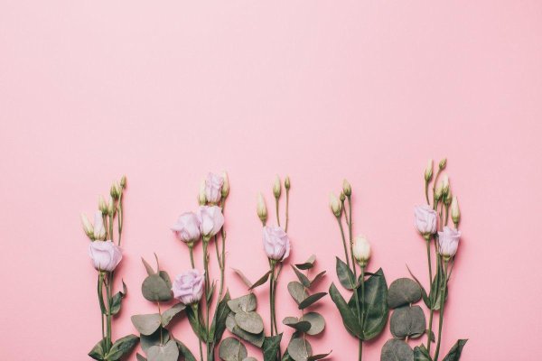 эустома бутон