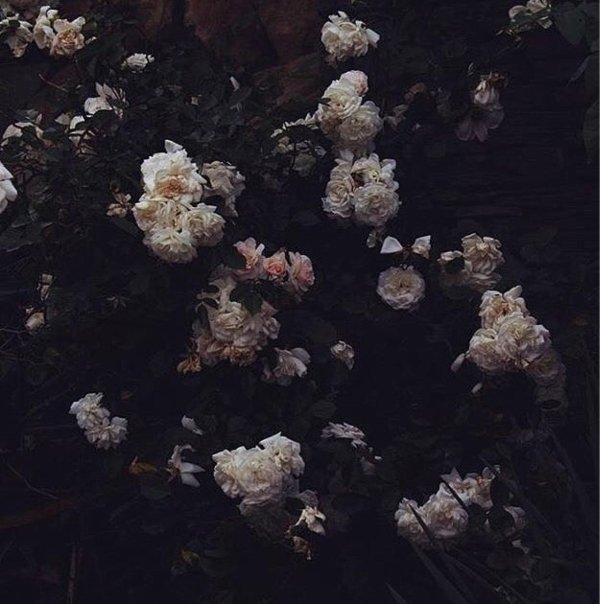 цветочные фоны