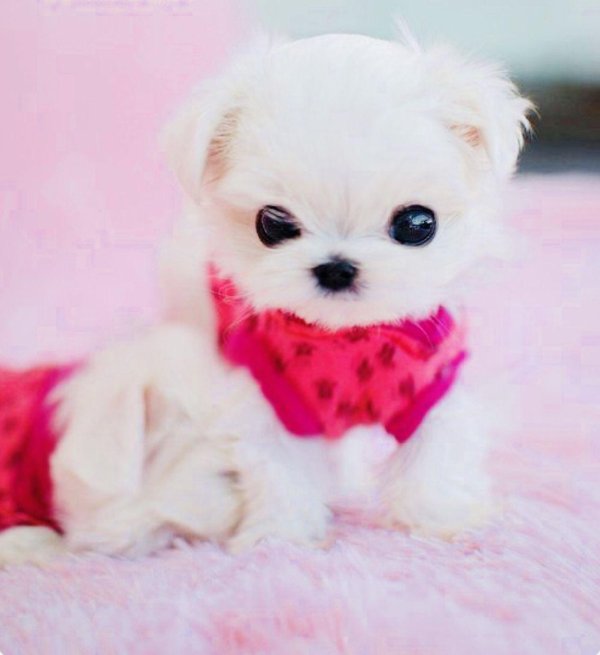 мини мальтийская болонка