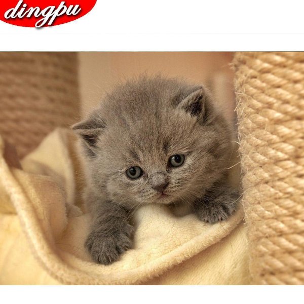 британец котёнок