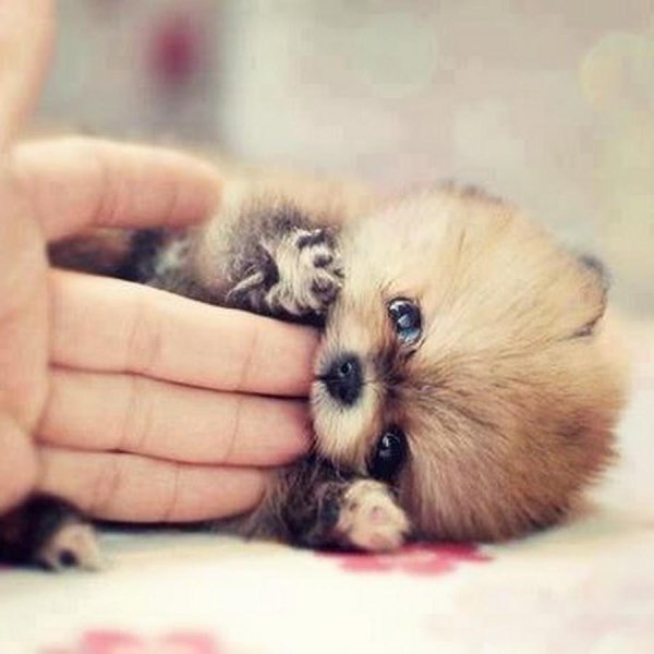 померанский шпиц милашка