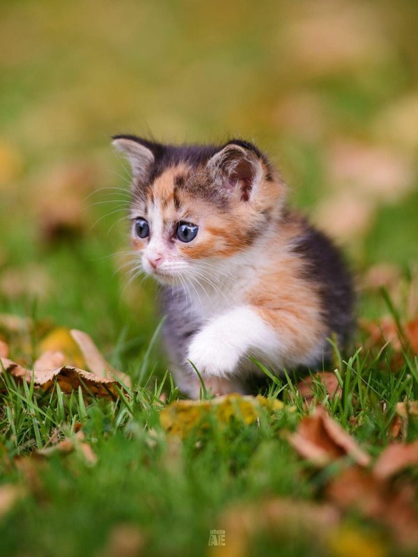 трехцветные котята