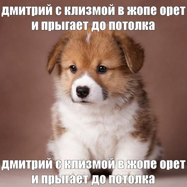 вельшкорги пемброк