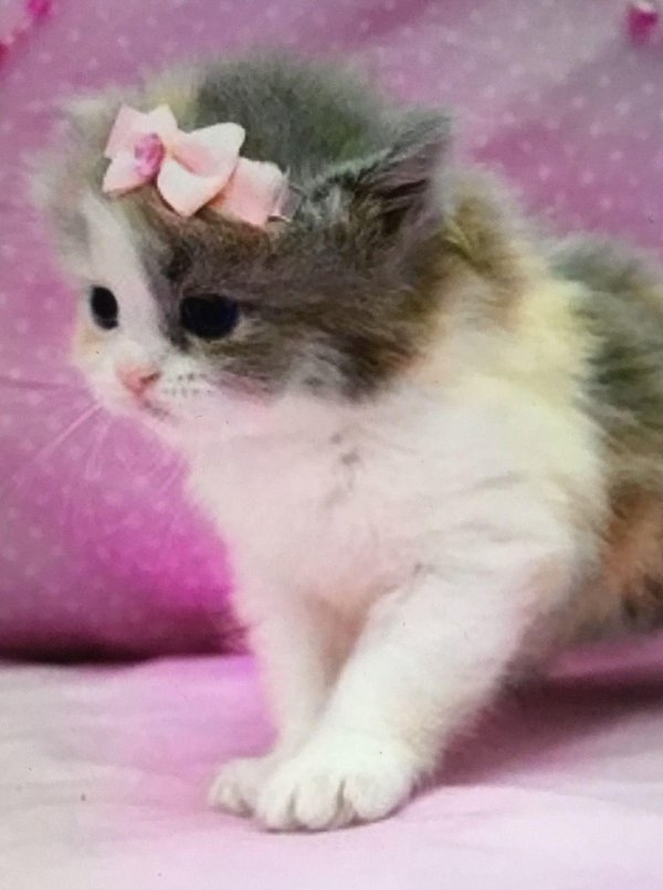 маленькая кошечка