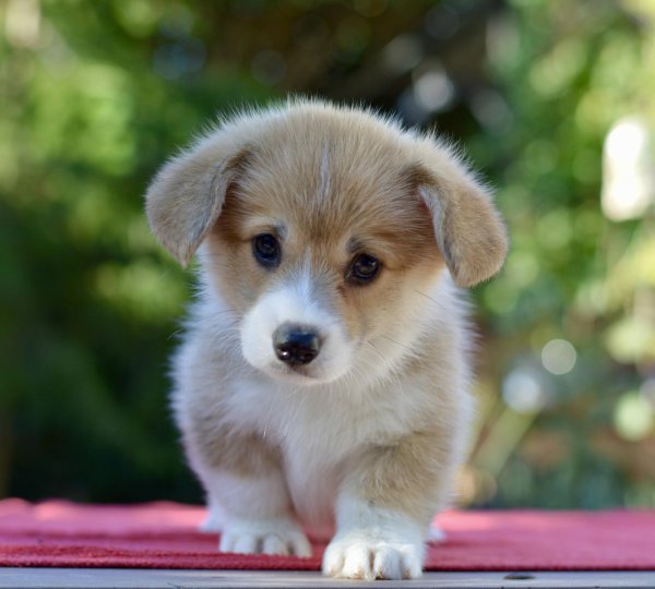 вельшкорги пемброк