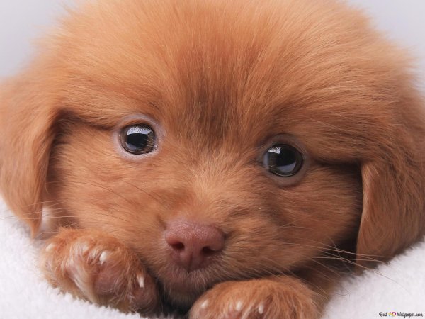 рыжий щенок