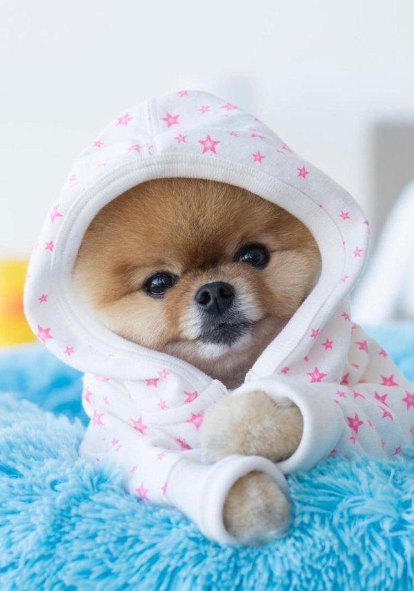 померанский шпиц боо