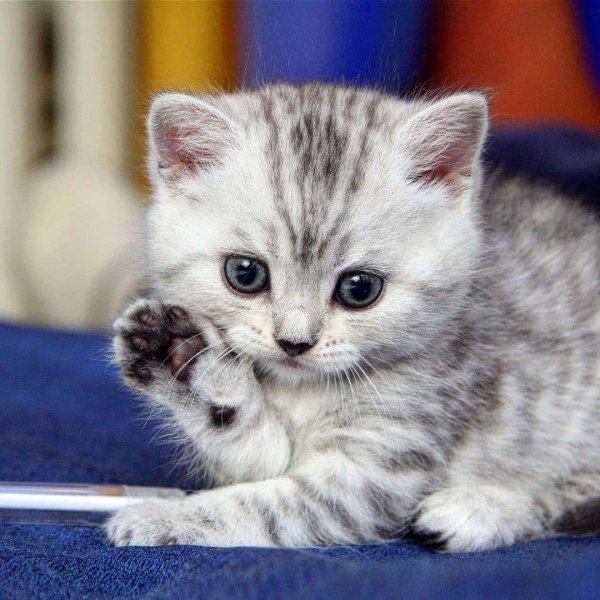 котенок красивый