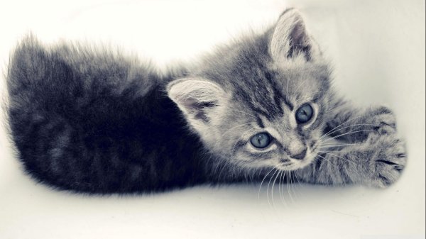 котенок серый