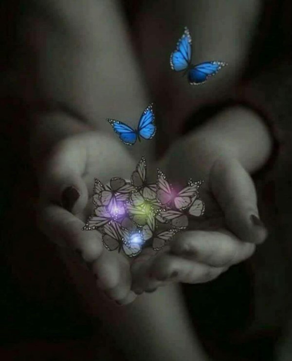 бабочка душа