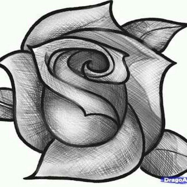 роза для срисовки карандашом