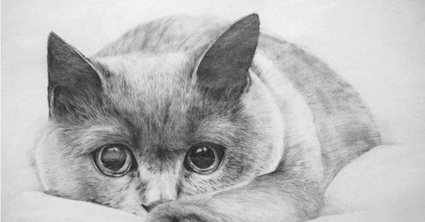 котики карандашом