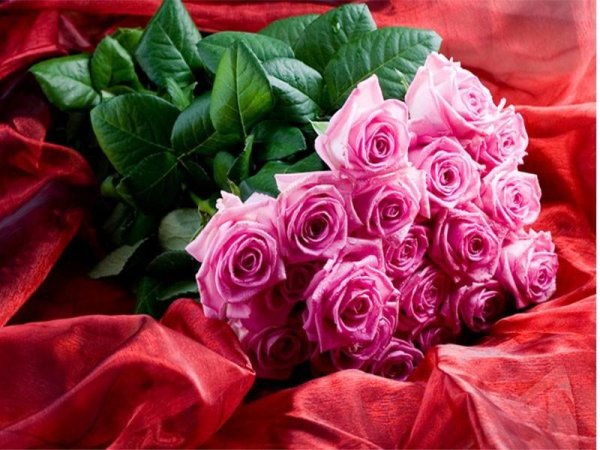 розовая роза