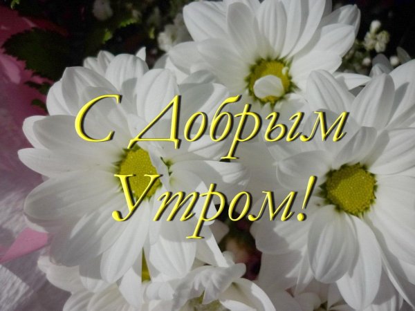 ромашка красивая