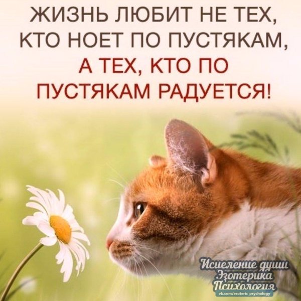 весенний кот