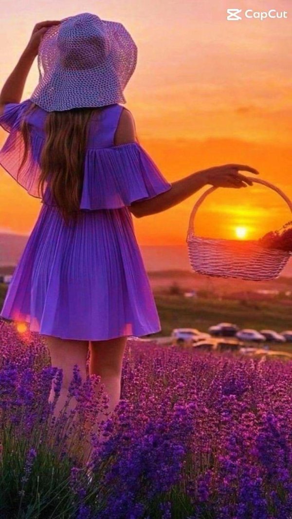 лавандовое поле