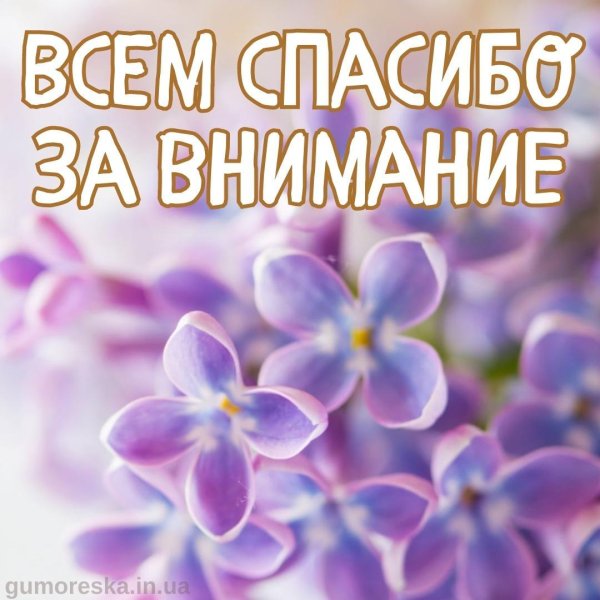 сиреневые цветы