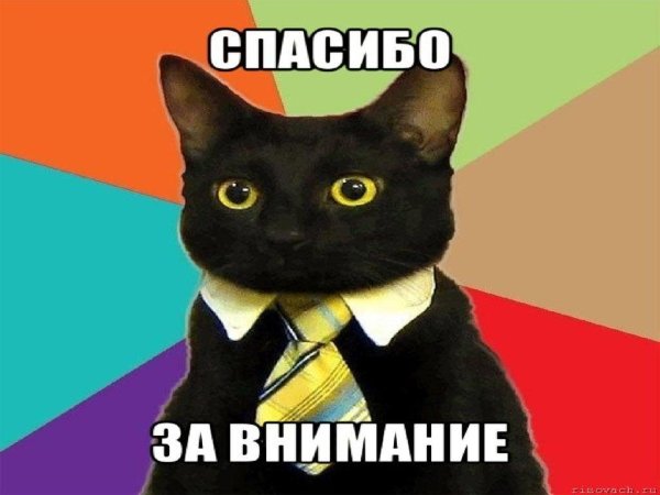 кошка мем