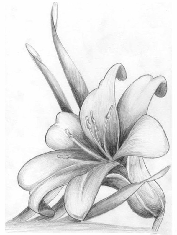 карандашом цветы