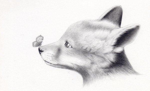 животные в карандаше