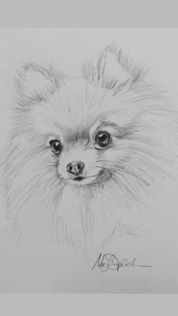 шпиц померанский