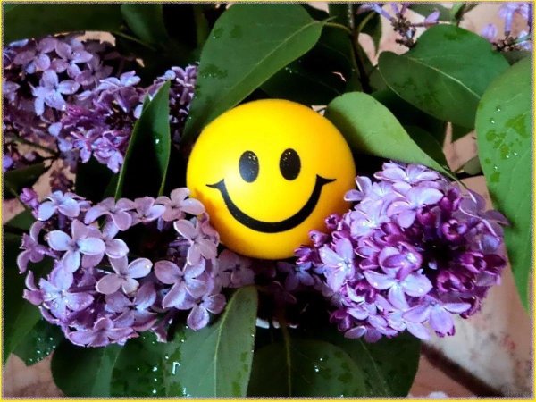 цветок настроения