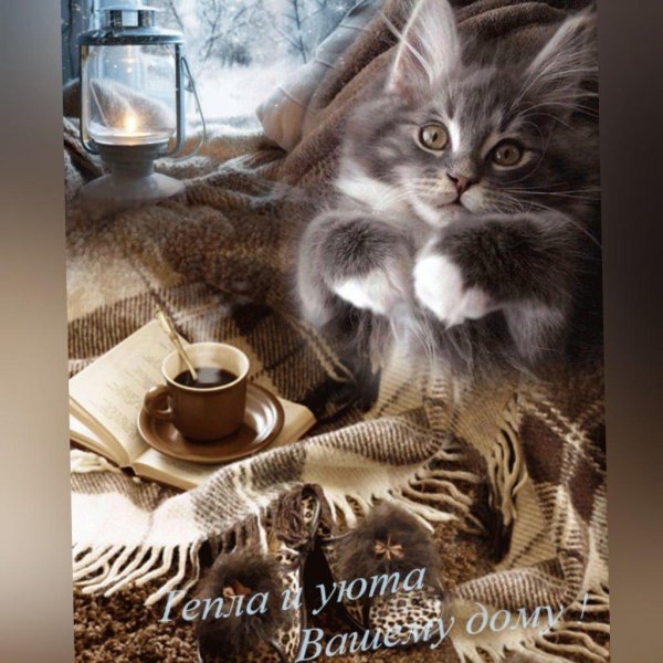 доброго утра с котиками