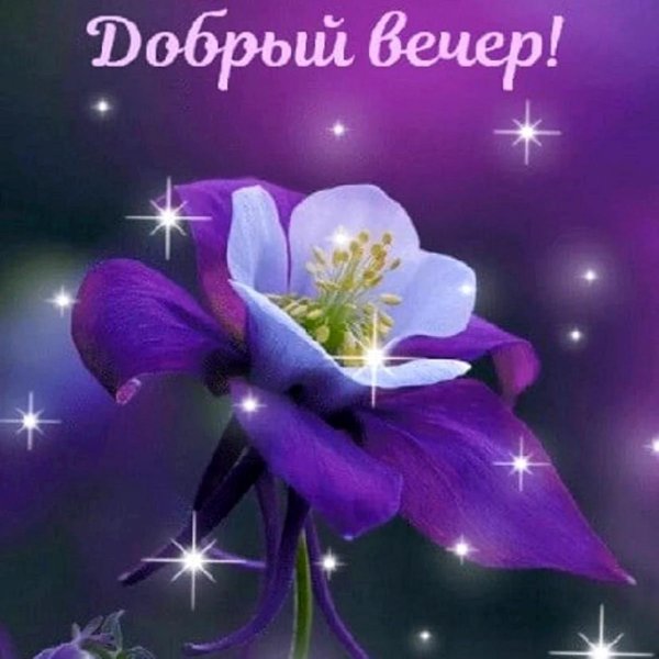 сиреневые цветы