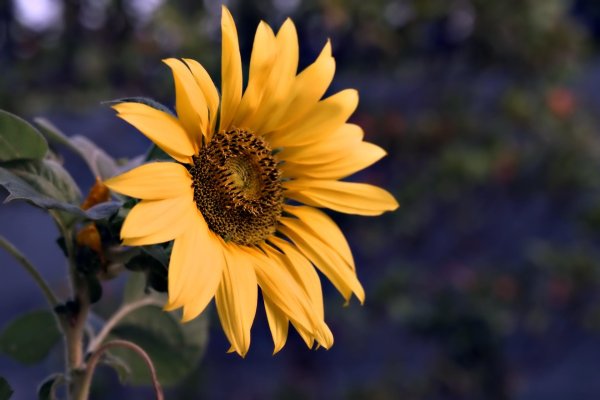 подсолнечник полевой