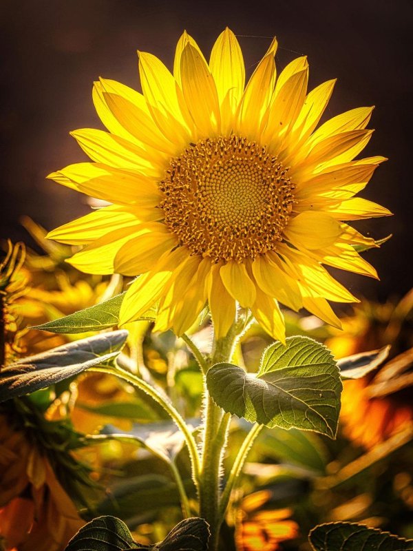 цветок подсолнуха