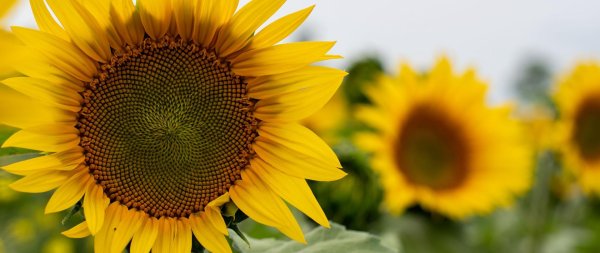 лист подсолнуха