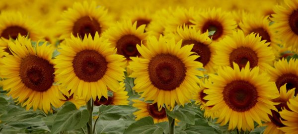 фотографии подсолнухов