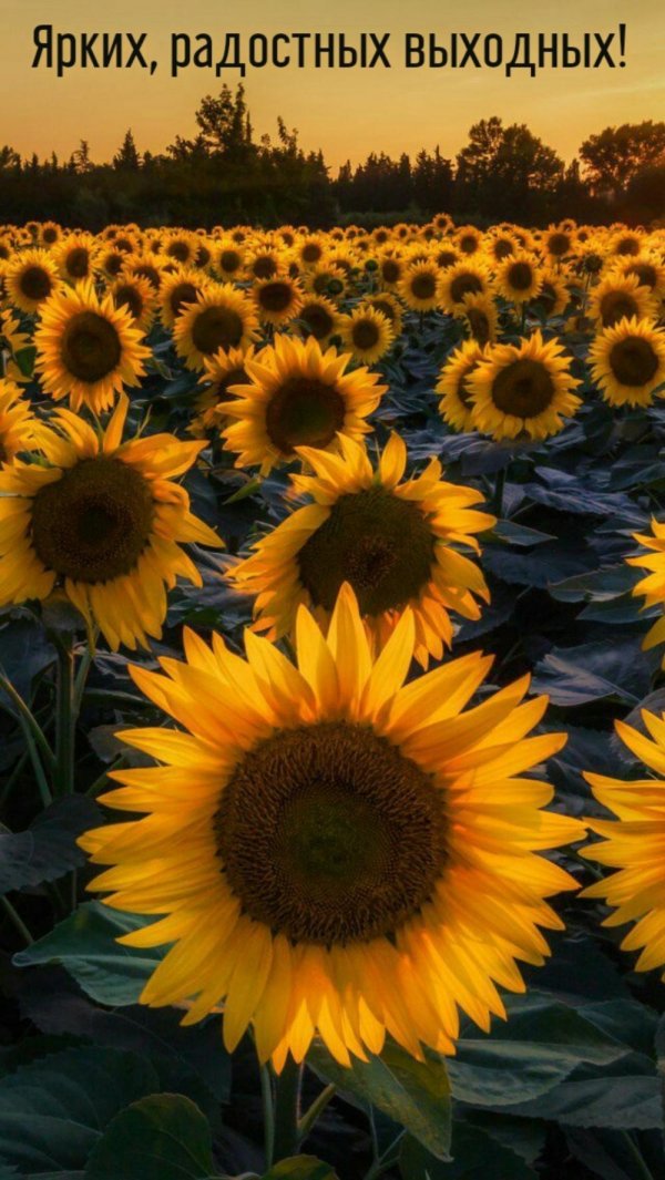 фотографии подсолнухов
