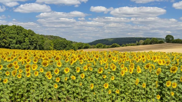 подсолнечное поле