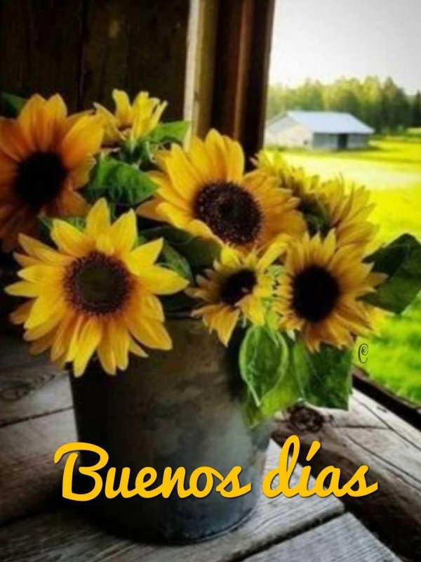 натюрморт с подсолнухами