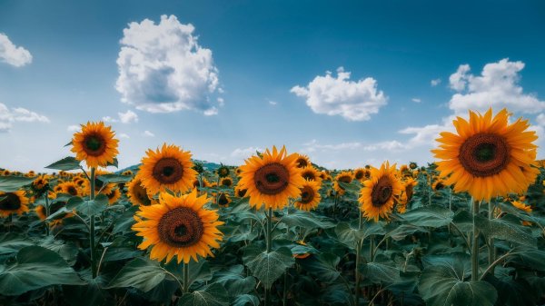 поле подсолнечника