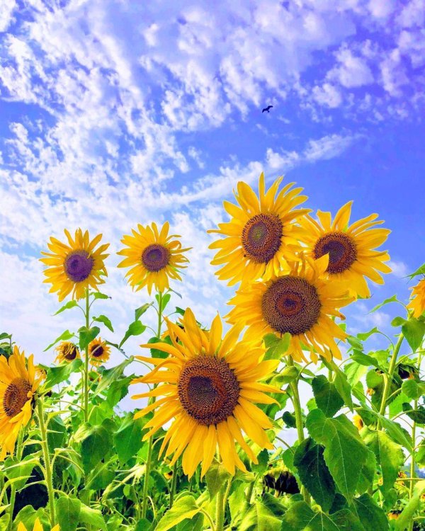 bright sunflowers