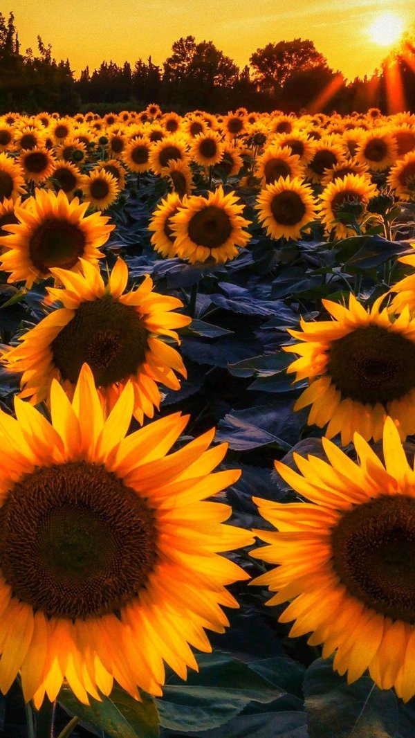 поле подсолнухов
