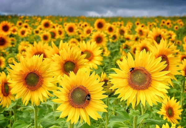 фотографии подсолнухов