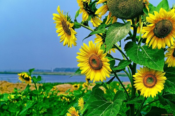 пейзаж с подсолнухами