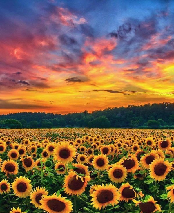 подсолнечные поля тосканаиталия