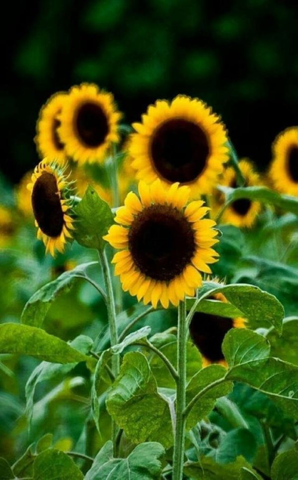 helianthus annuus семена подсолнечника