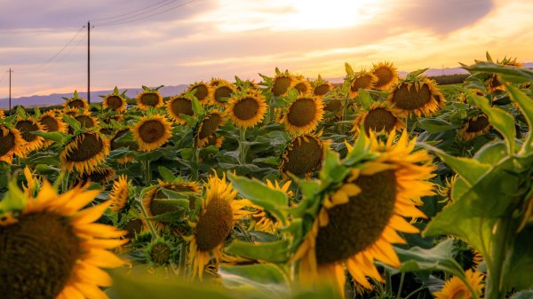 поле подсолнухов