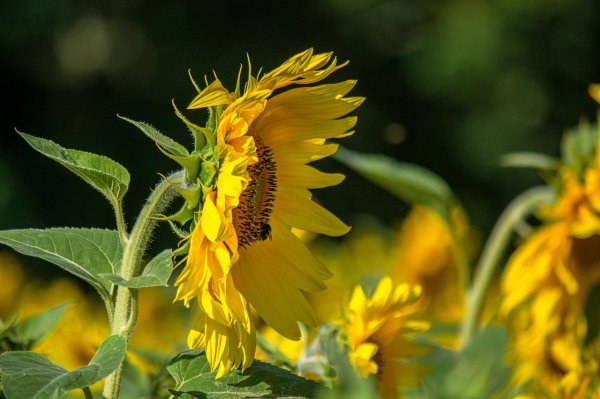 подсолнечник лето