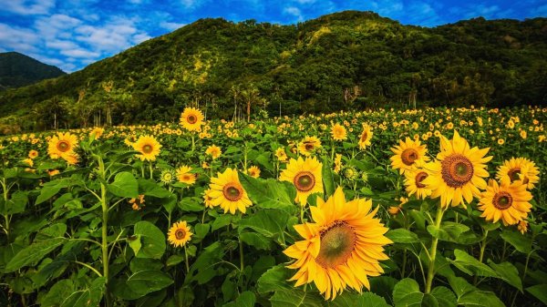 подсолнуховые поля краснодарский край