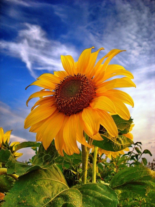 фотографии подсолнухов