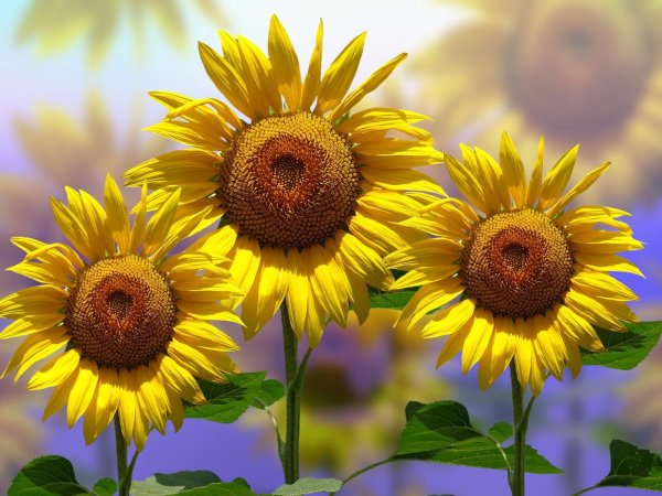 картины подсолнухи