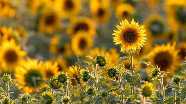 field of sunflowers
