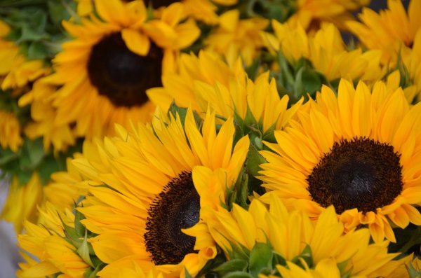 подсолнечник однолетний семейство