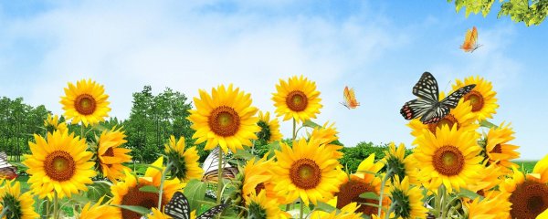 фон с подсолнухами